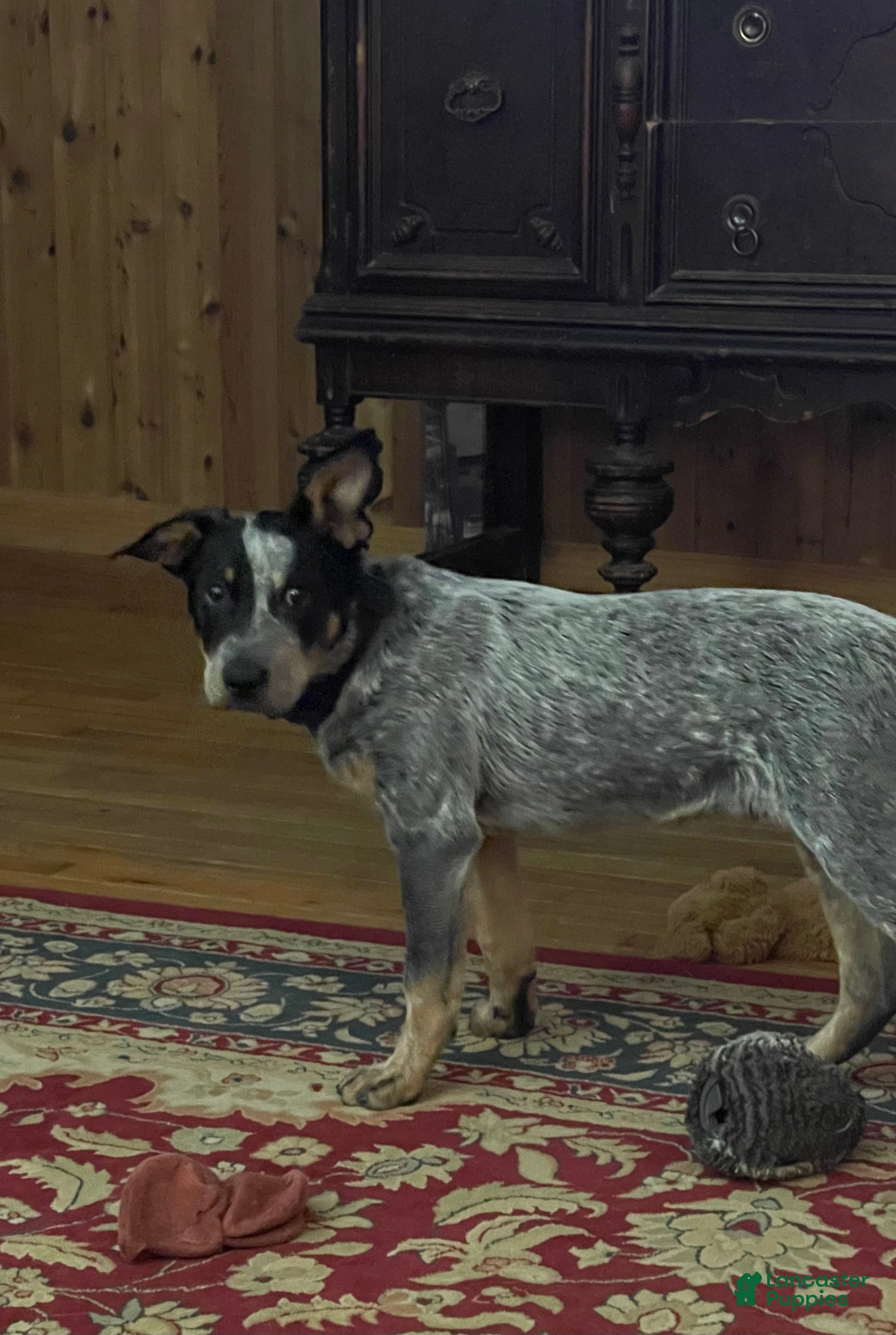 Australian Cattle Dog dogs Curly - Ad 5