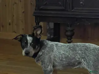 Australian Cattle Dog dogs Curly - Ad 5