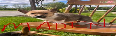 Maden
