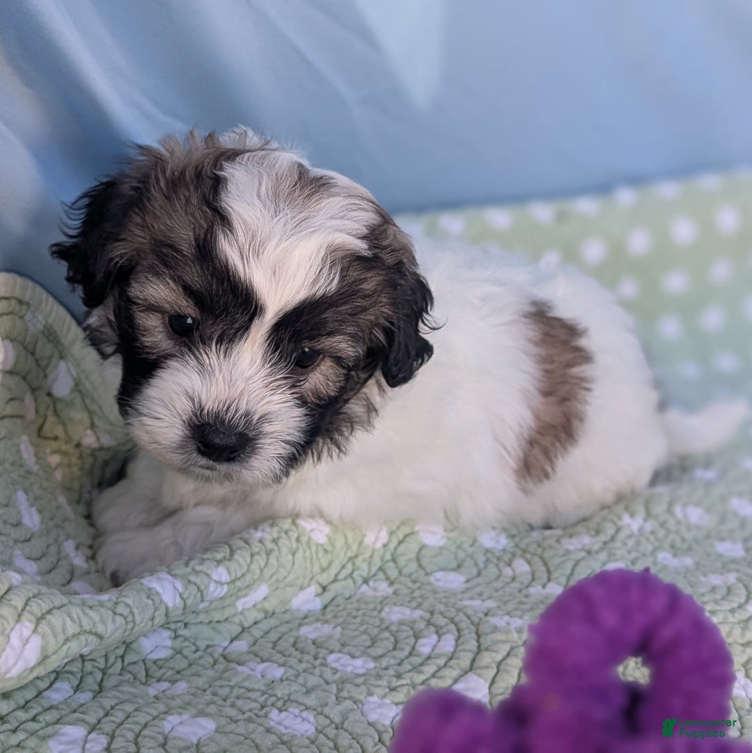 Teddy Bear dogs for sale: Nimbus - Ad 7