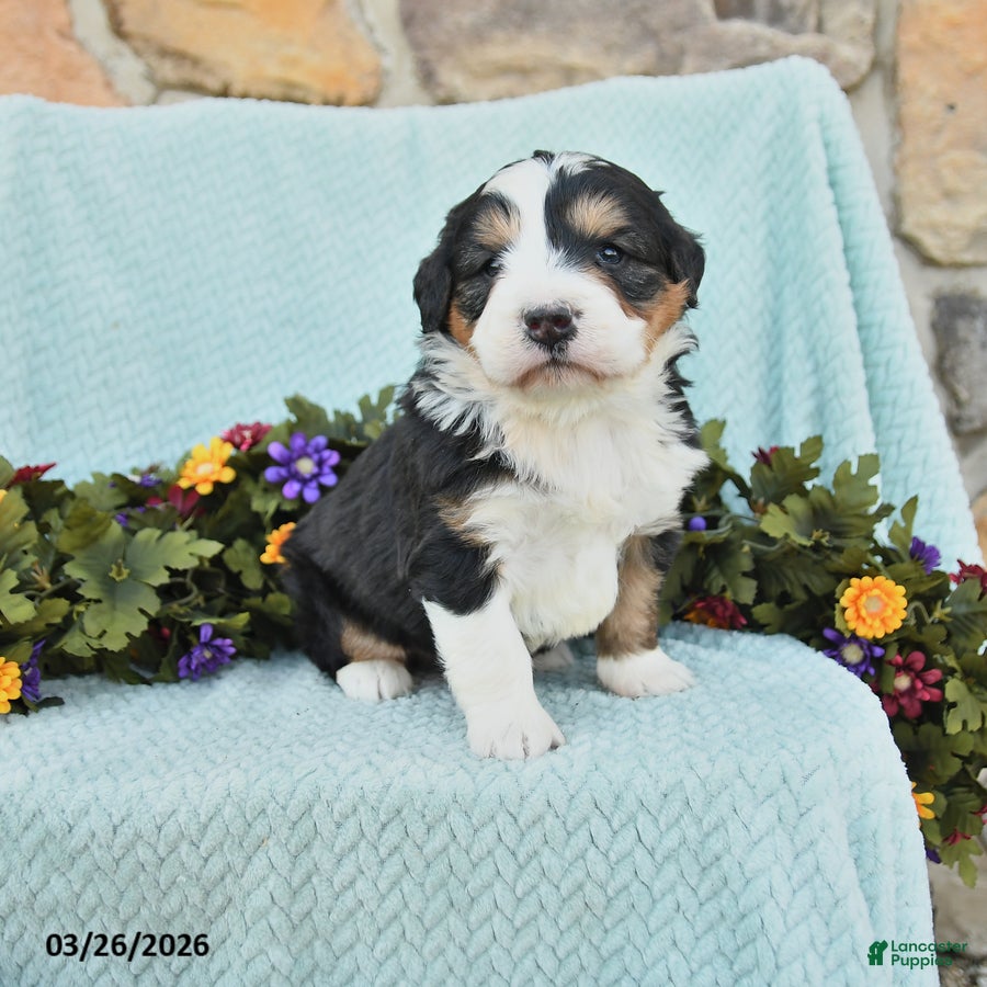 Mini Bernedoodle dogs Marcus - Ad 1