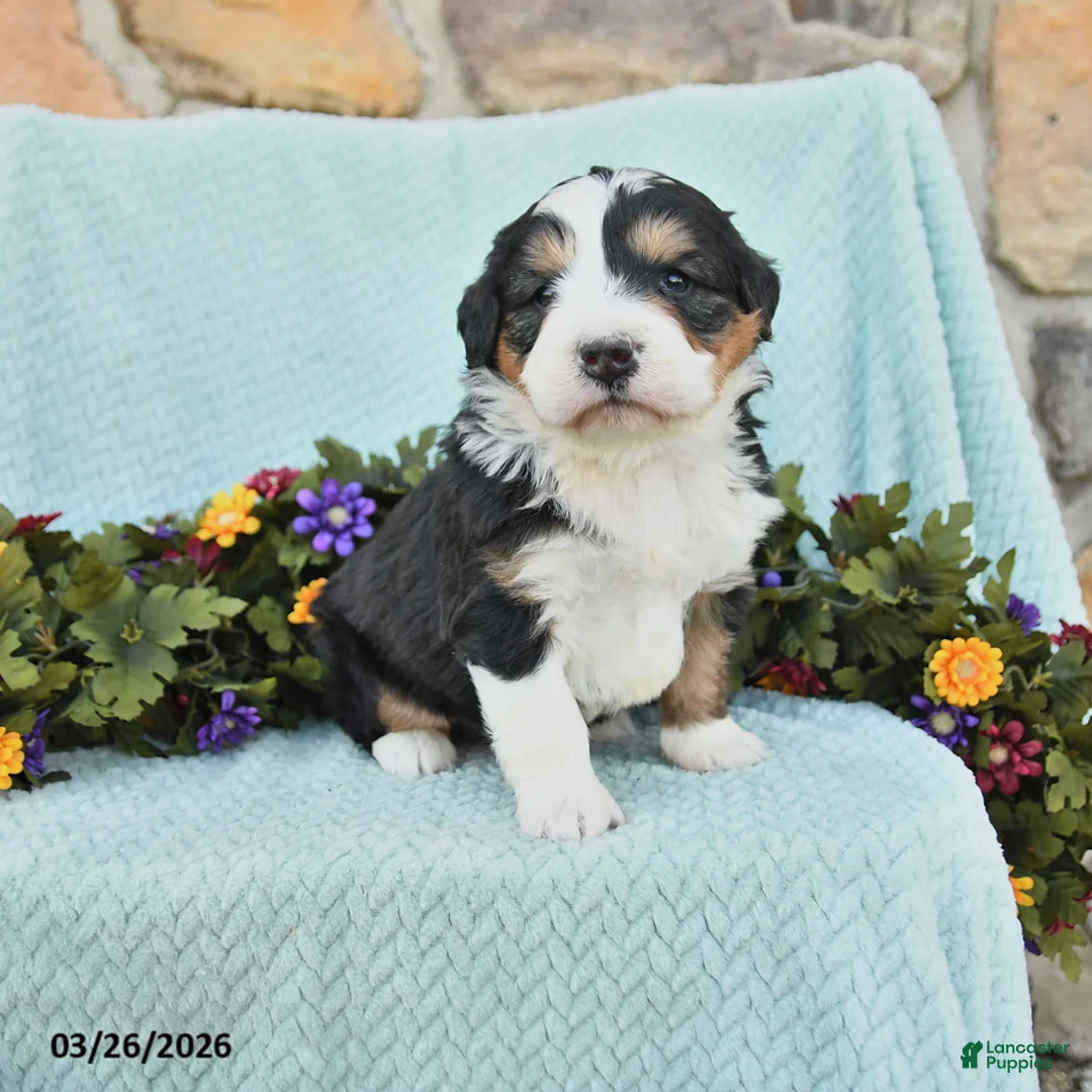 Mini Bernedoodle dogs for sale: Marcus - Ad 1