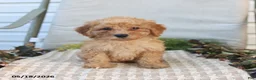 Mini Goldendoodle dogs for sale: Mckenzie - Ad 2