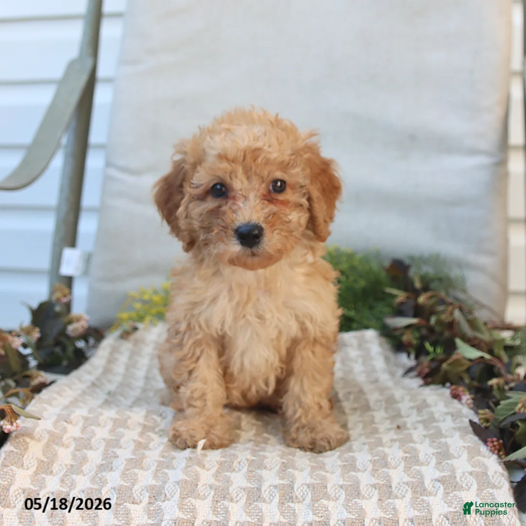 Mini Goldendoodle dogs for sale: Mckenzie - Ad 2