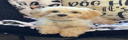Maltipoo dogs for sale: Tyson - Ad 3