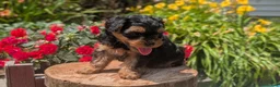 Yorkiepoo dogs for sale: Zane - Ad 3