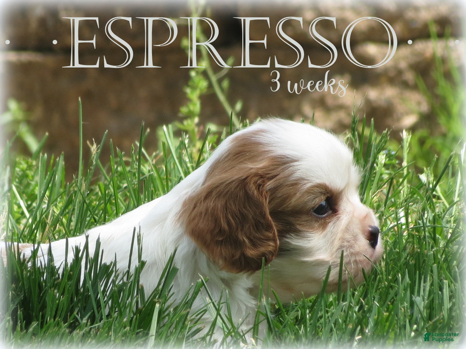 Cavalier King Charles Spaniel dogs Espresso - Ad 16