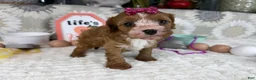 Cavapoo dogs for sale: Zoe  - Ad 6