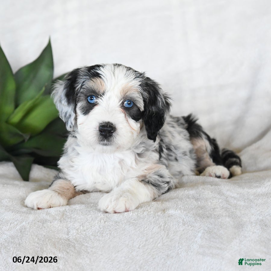 Bernedoodle dogs Nova - Ad 2