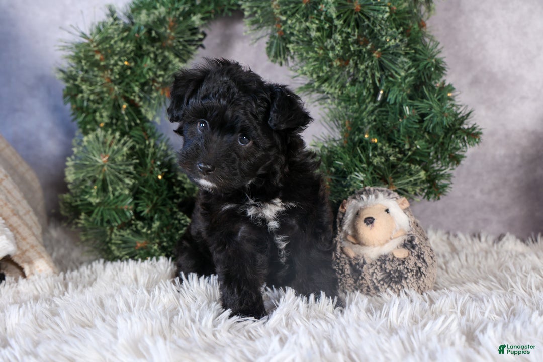Mini Aussiedoodle dogs for sale: Kit Kat - Ad 10