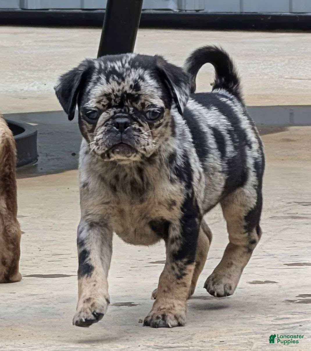 Pug dogs Chutney - Ad 1