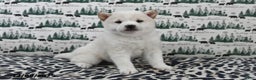 Shiba Inu dogs for sale: Beauty - Ad 4