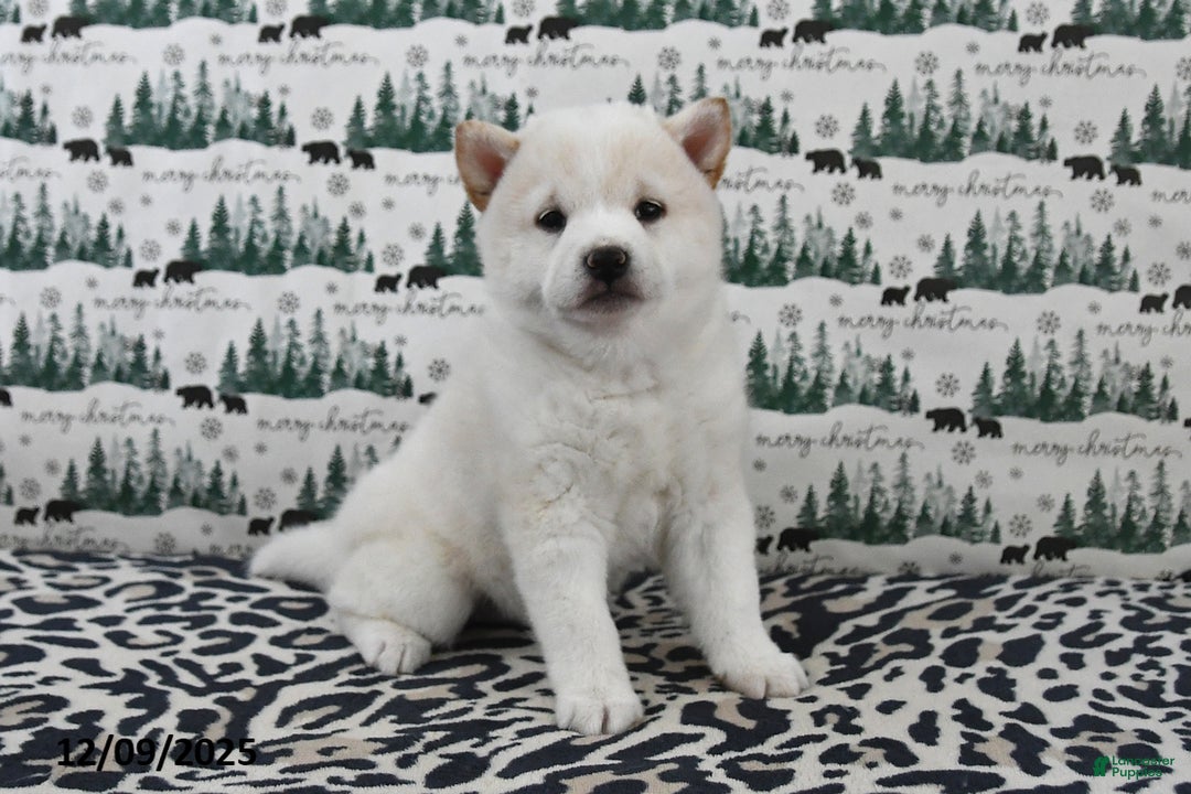 Shiba Inu dogs for sale: Beauty - Ad 4