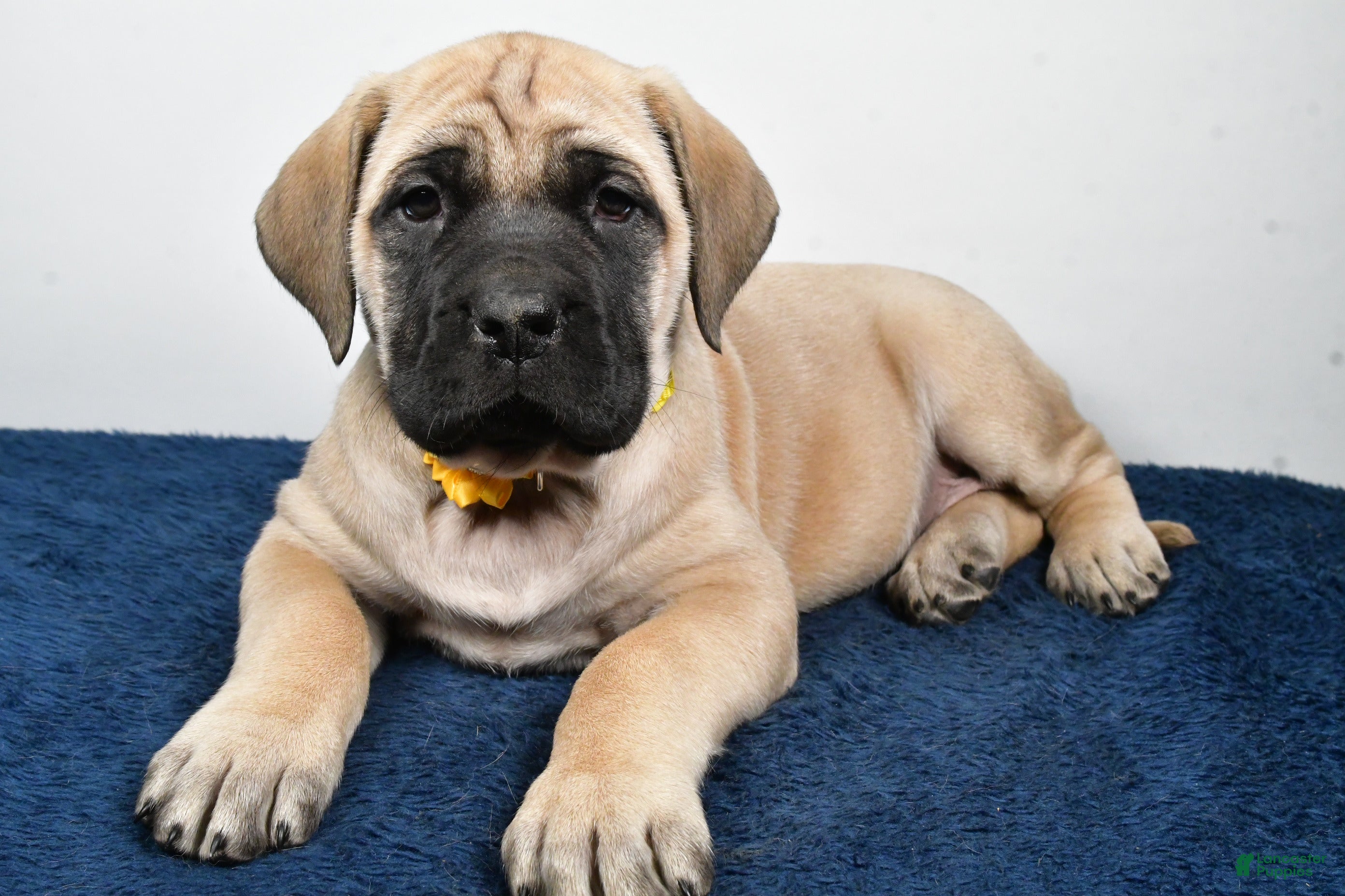 English Mastiff dogs Sage - Ad 13