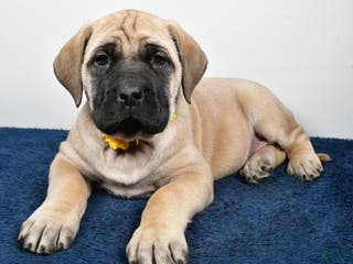 English Mastiff dogs Sage - Ad 15