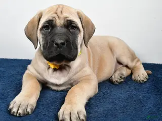 English Mastiff dogs Sage - Ad 3