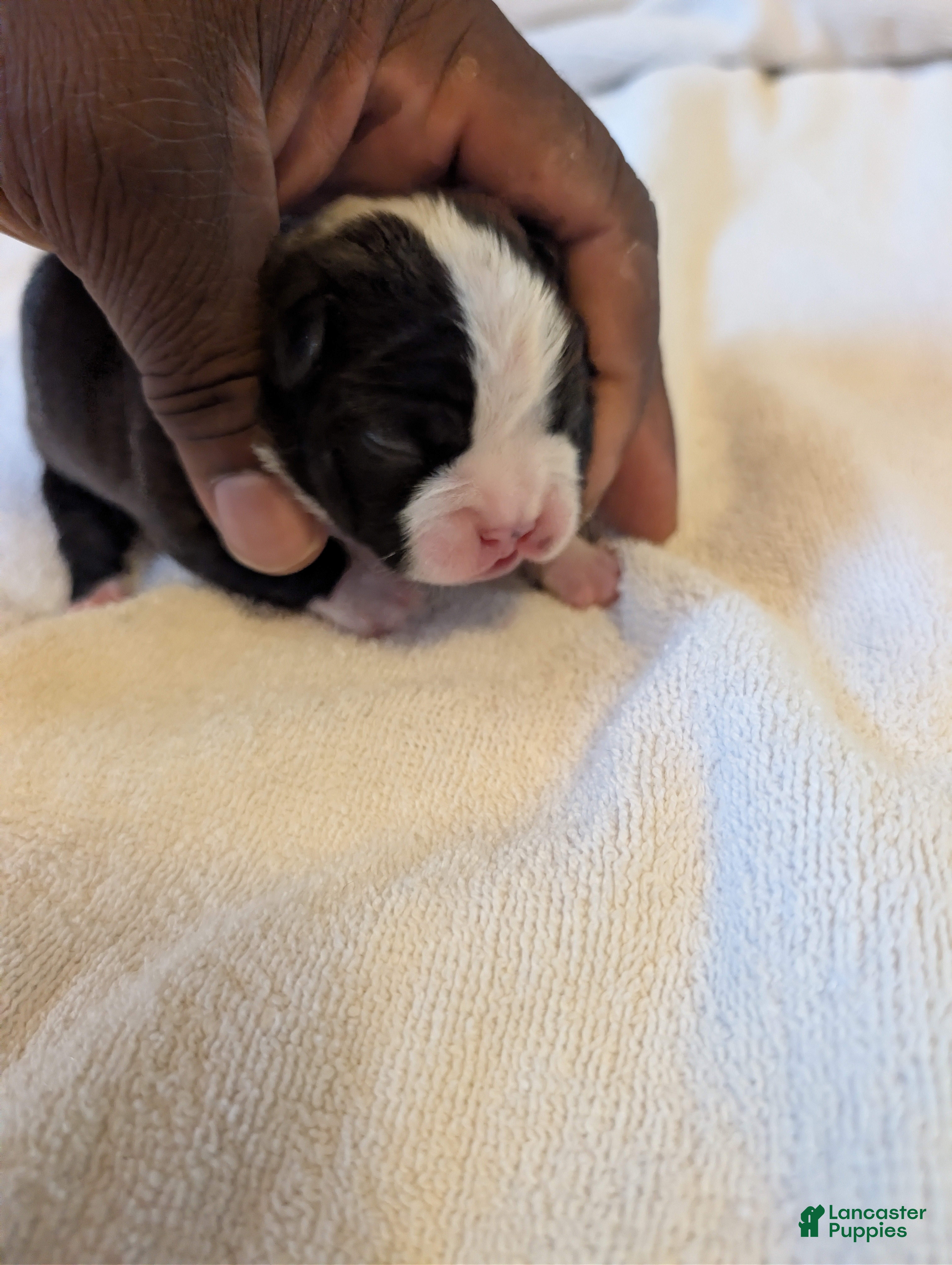 Boston Terrier dogs Sylvester - Ad 23