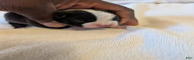 Sylvester