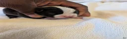 Boston Terrier dogs for sale: Sylvester - Ad 1
