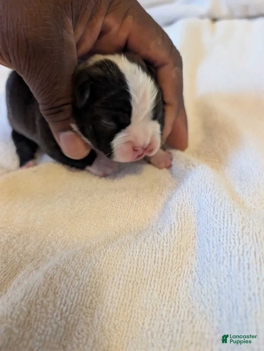 Boston Terrier dogs for sale: Sylvester - Ad 1