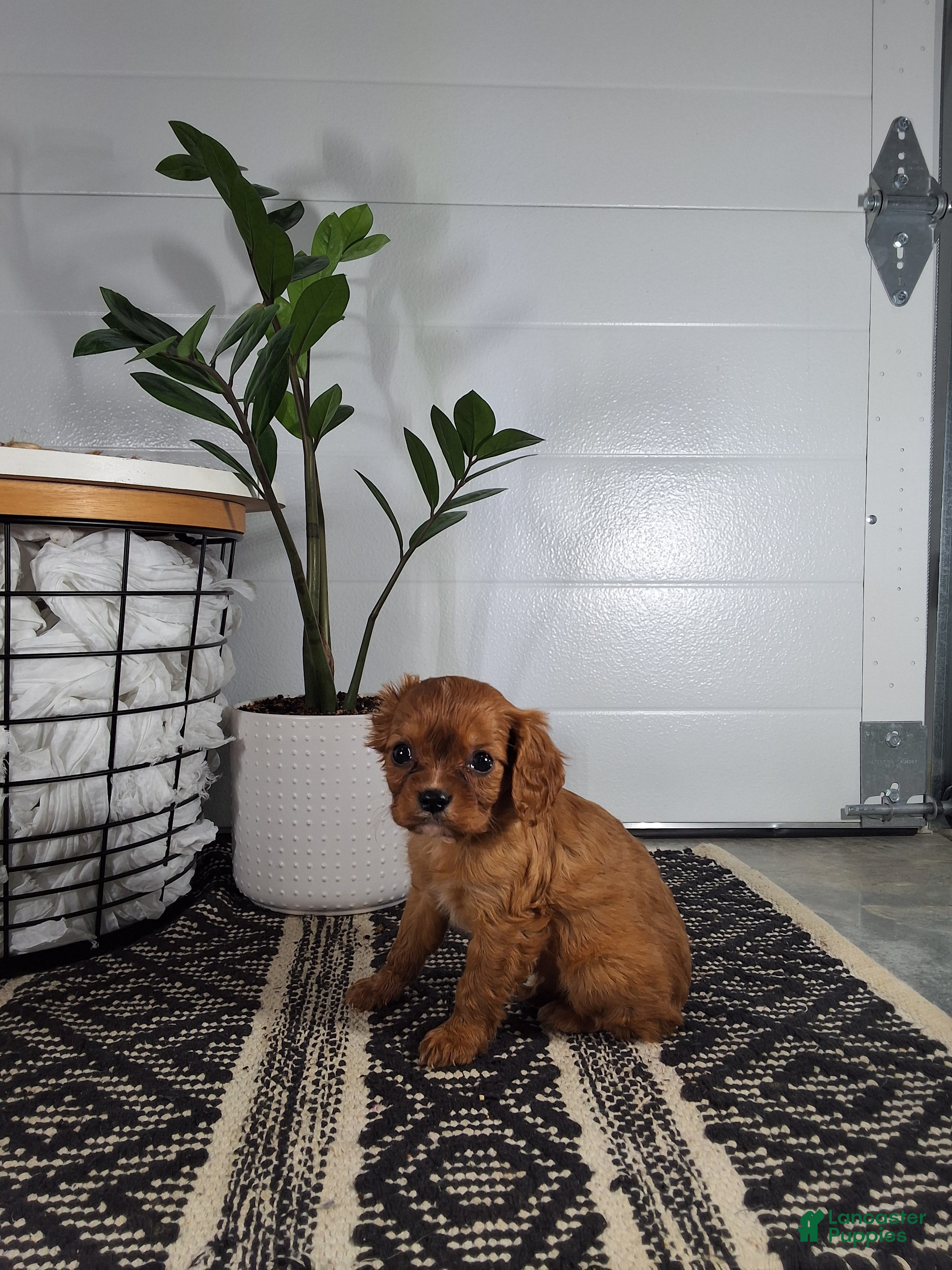 Cavalier King Charles Spaniel dogs Cavalier King Charles Spaniel Puppy 5 - Ad 1