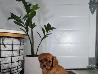 Cavalier King Charles Spaniel dogs for sale: Cavalier King Charles Spaniel Puppy 5 - Ad 1