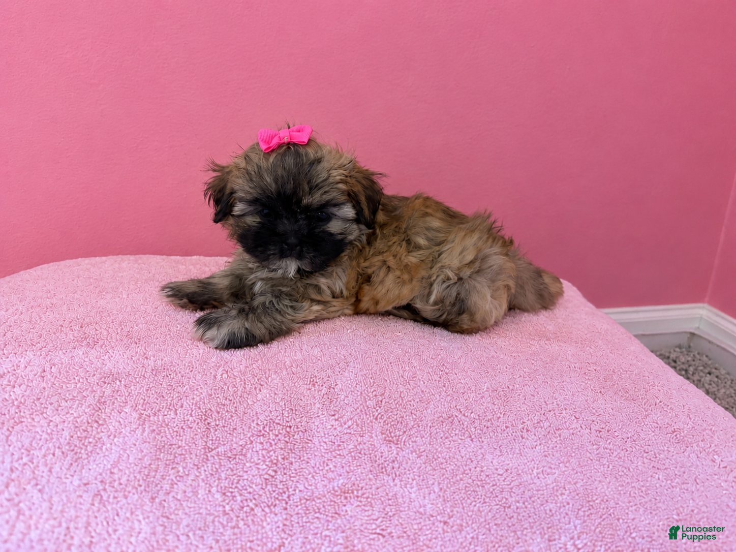 Shih Tzu dogs Star - Ad 2