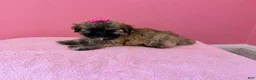 Shih Tzu dogs for sale: Star - Ad 2