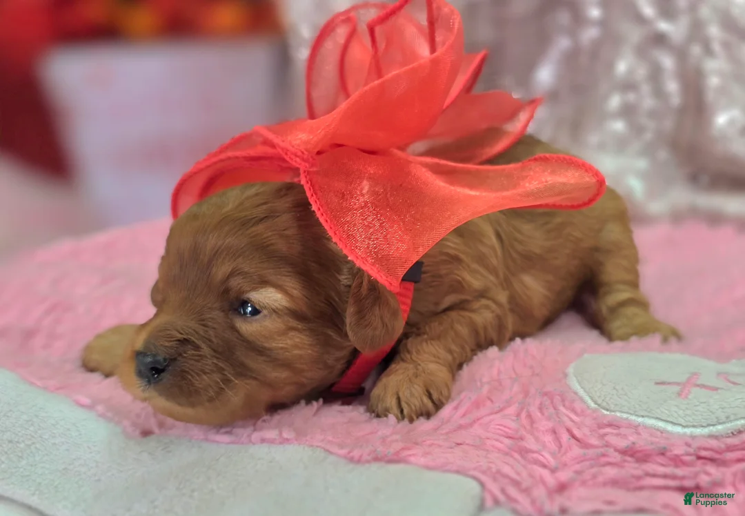 Cavapoo dogs for sale: Flint - Ad 2