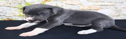 Great Dane dogs for sale: Slate - Ad 10