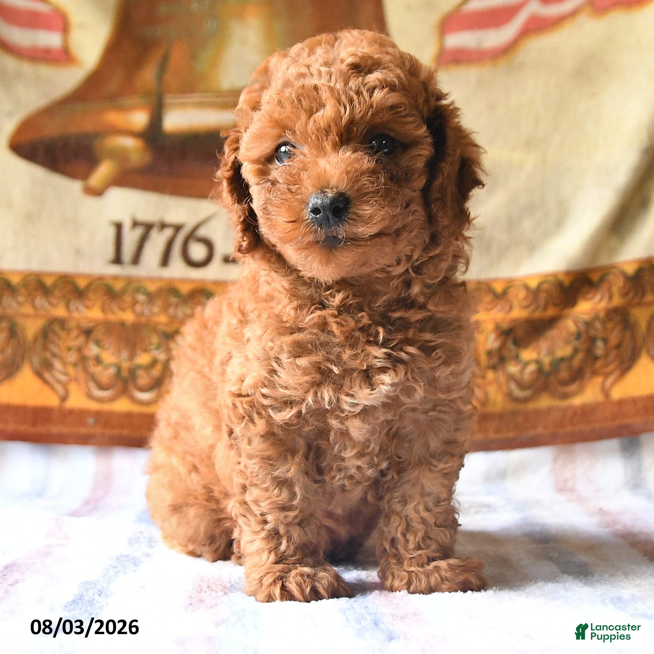 Toy Poodle dogs Abby - Ad 2