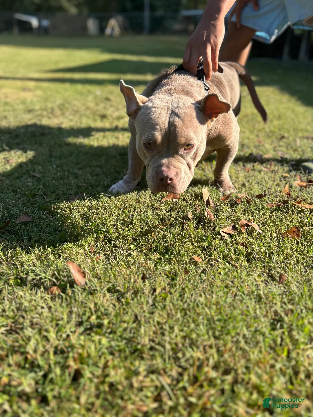 American Bully dogs for sale: American Bully Puppy 2 - Ad 2