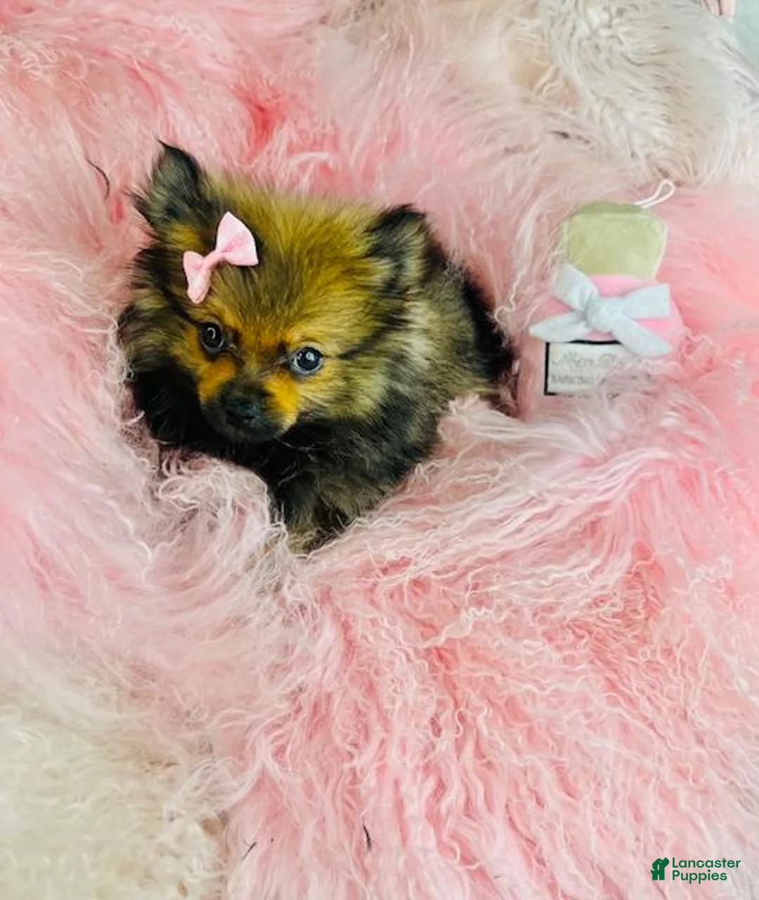 Pomeranian dogs for sale: Pomeranian Puppy 1 - Ad 2