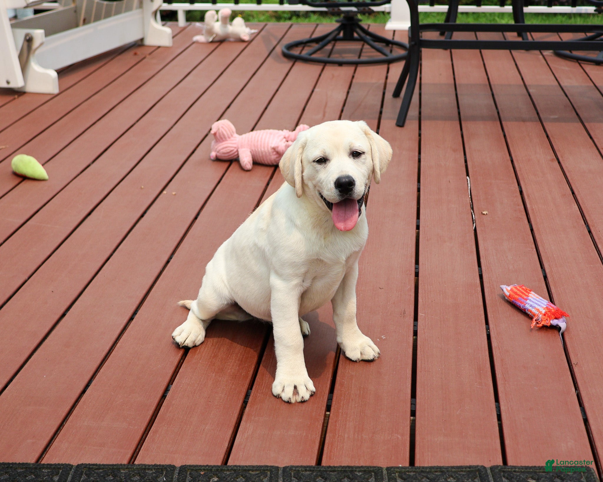 Labrador Retriever dogs Vidia - Ad 2