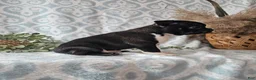 Boston Terrier dogs for sale: Boston Terrier Puppy 2 - Ad 4