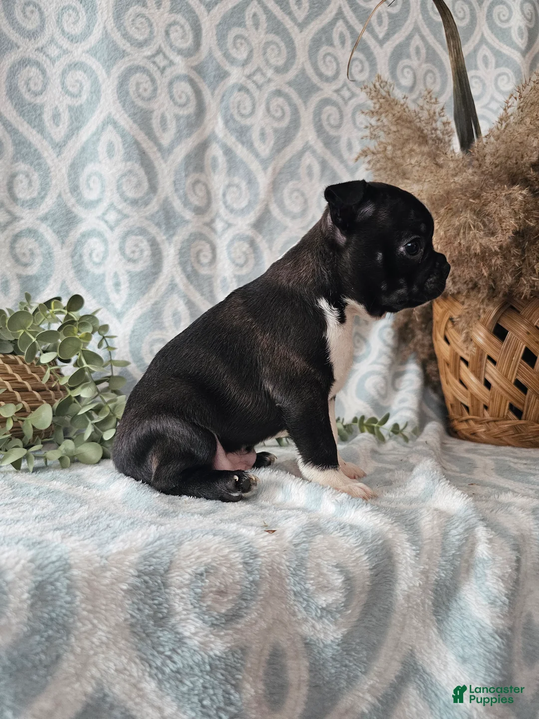 Boston Terrier dogs for sale: Boston Terrier Puppy 2 - Ad 4