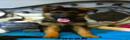 German Shepherd dogs for sale: Jacob - Ad 3
