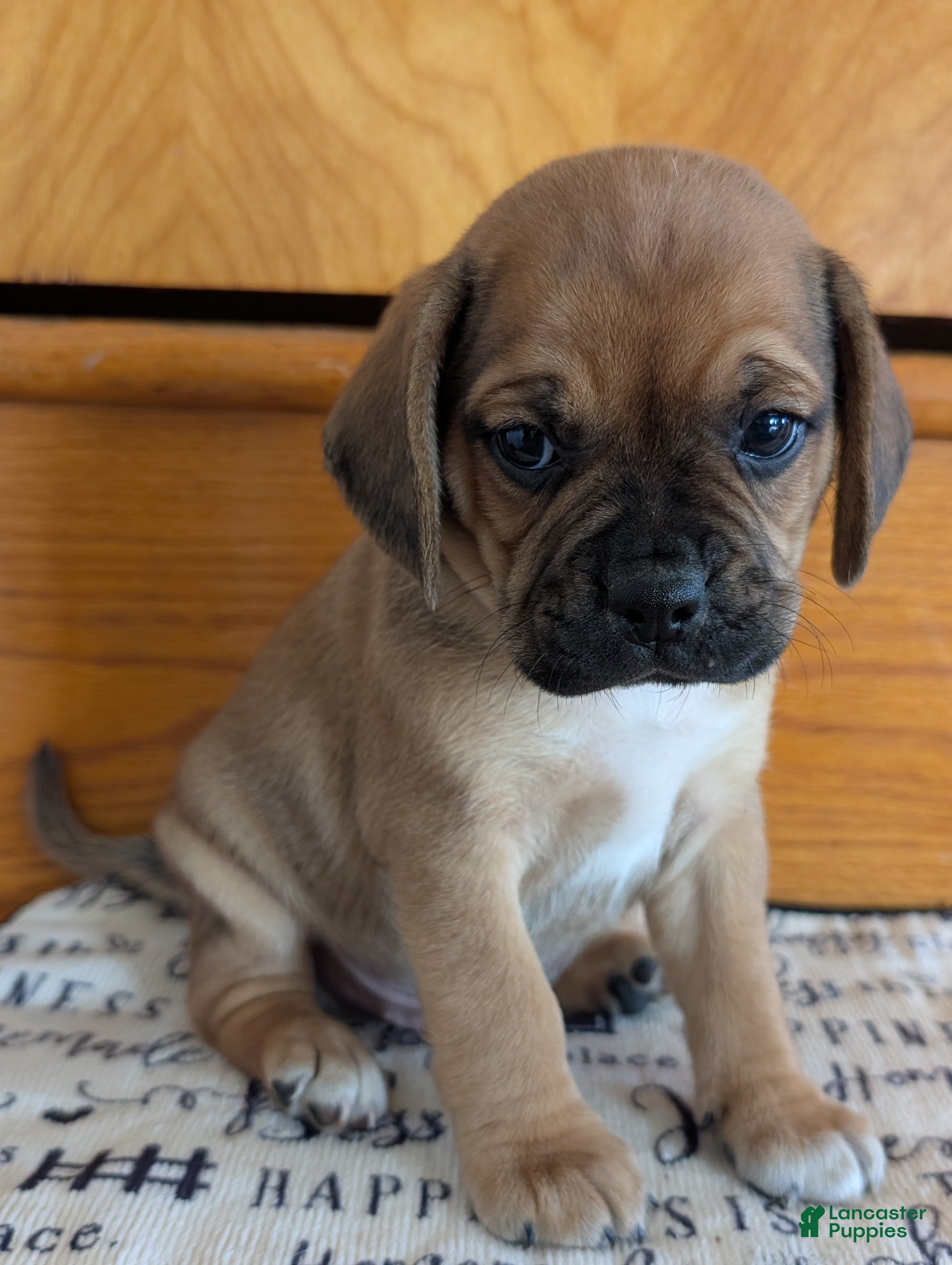 Puggle dogs Kenny  - Ad 1