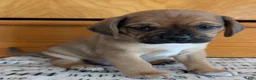 Puggle dogs for sale: Kenny  - Ad 1