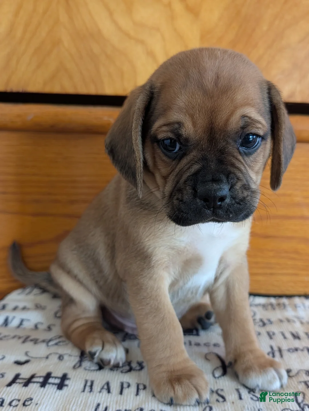 Puggle dogs for sale: Kenny  - Ad 1