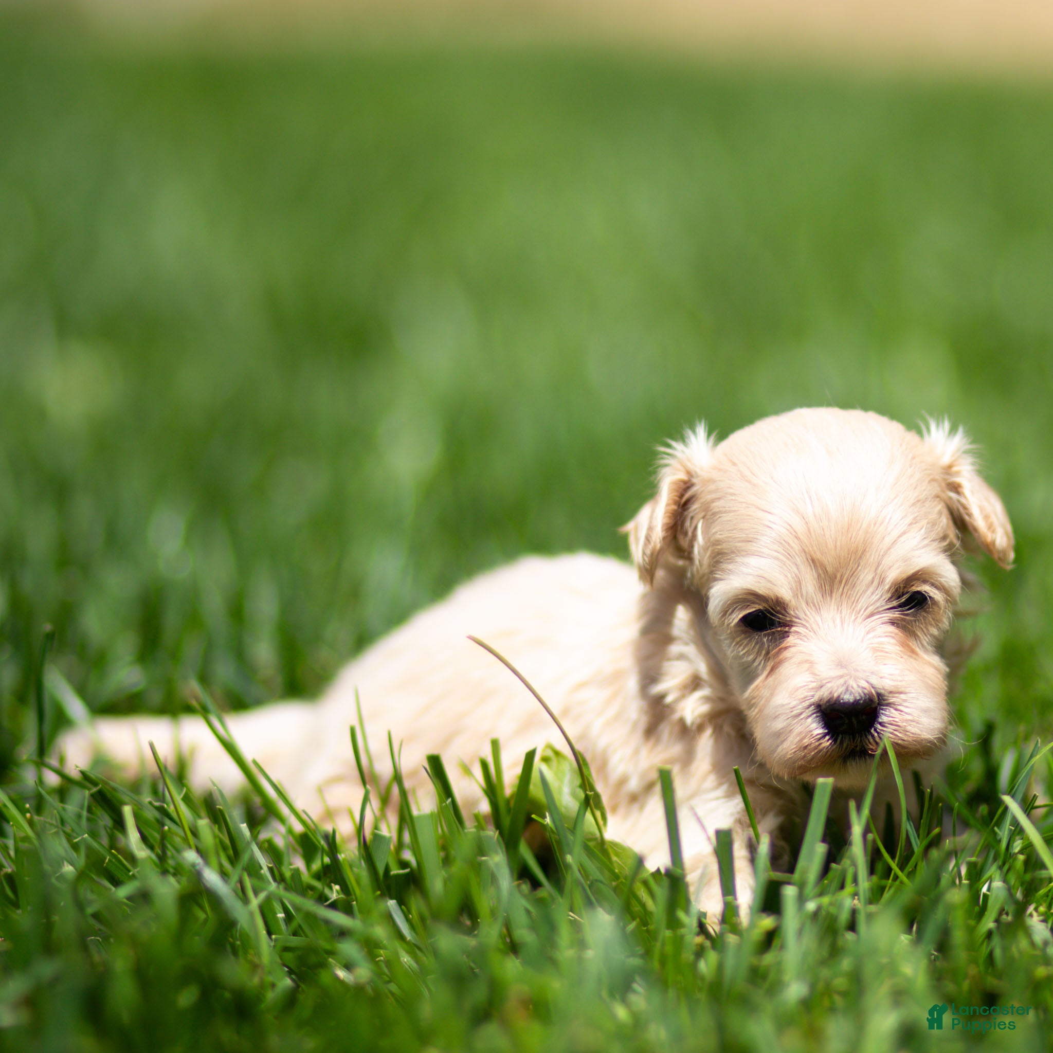 Maltipoo dogs Nacho Maltipoo Puppy  - Ad 2