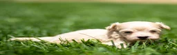 Maltipoo dogs for sale: Nacho Maltipoo Puppy  - Ad 6