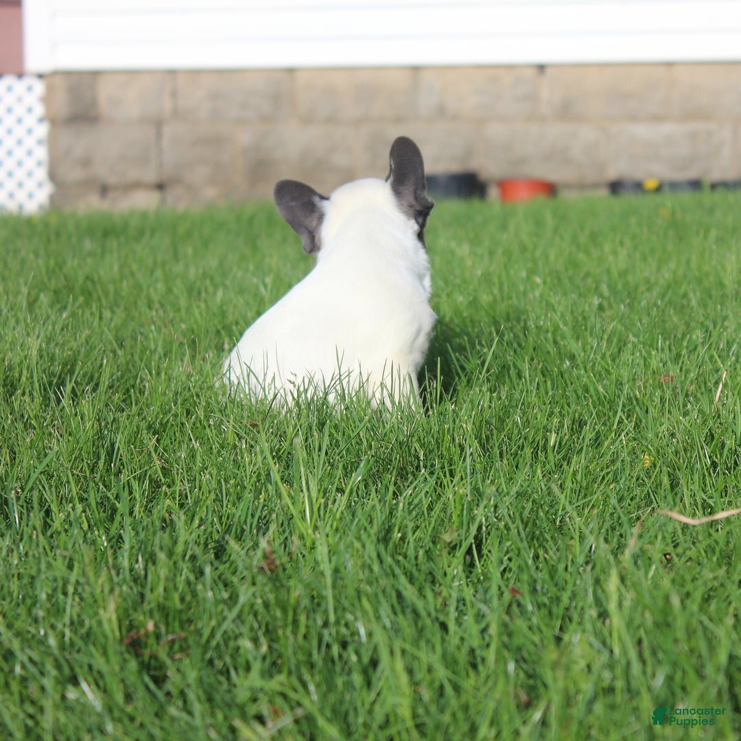 French Bulldog dogs for sale: Stiles - Ad 7