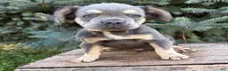 French Bulldog dogs for sale: Diesel Fluffy - Ad 4