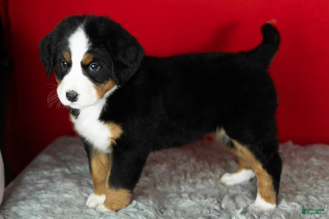 Bernese Mountain Dog dogs for sale: Molly - Ad 4
