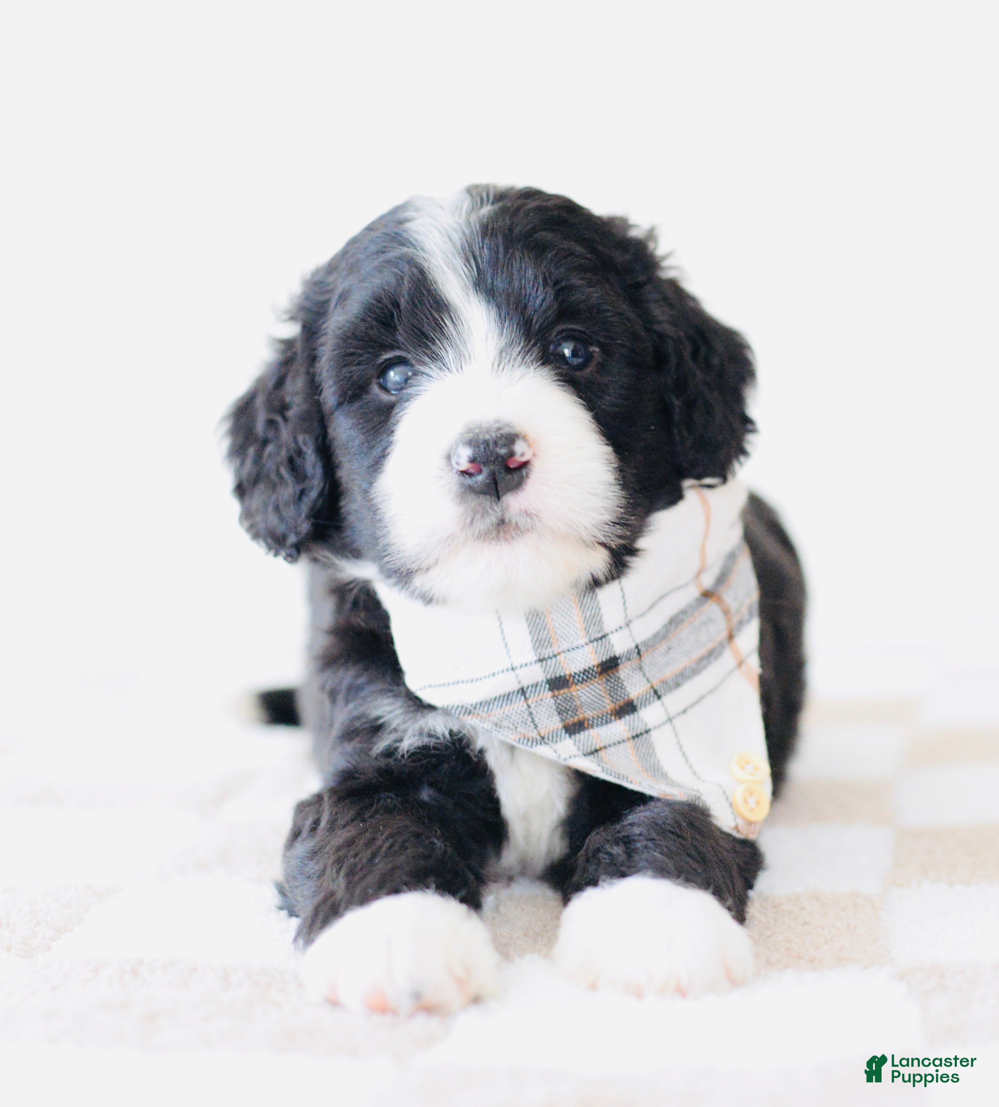 Bernedoodle dogs Beanie  - Ad 14