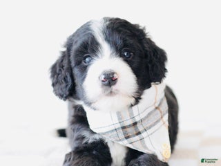 Bernedoodle dogs Beanie - Ad 32