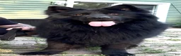 German Shepherd dogs for sale: Ranger - Ad 9