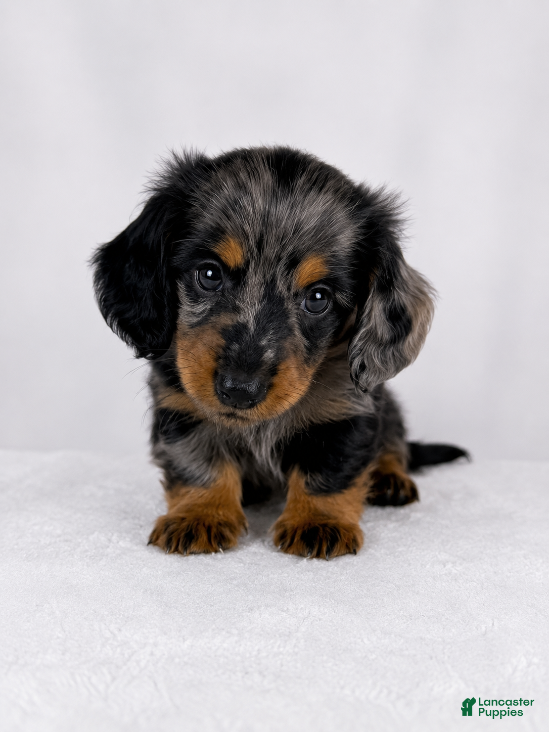 Miniature Dachshund dogs Gizmo - Ad 2