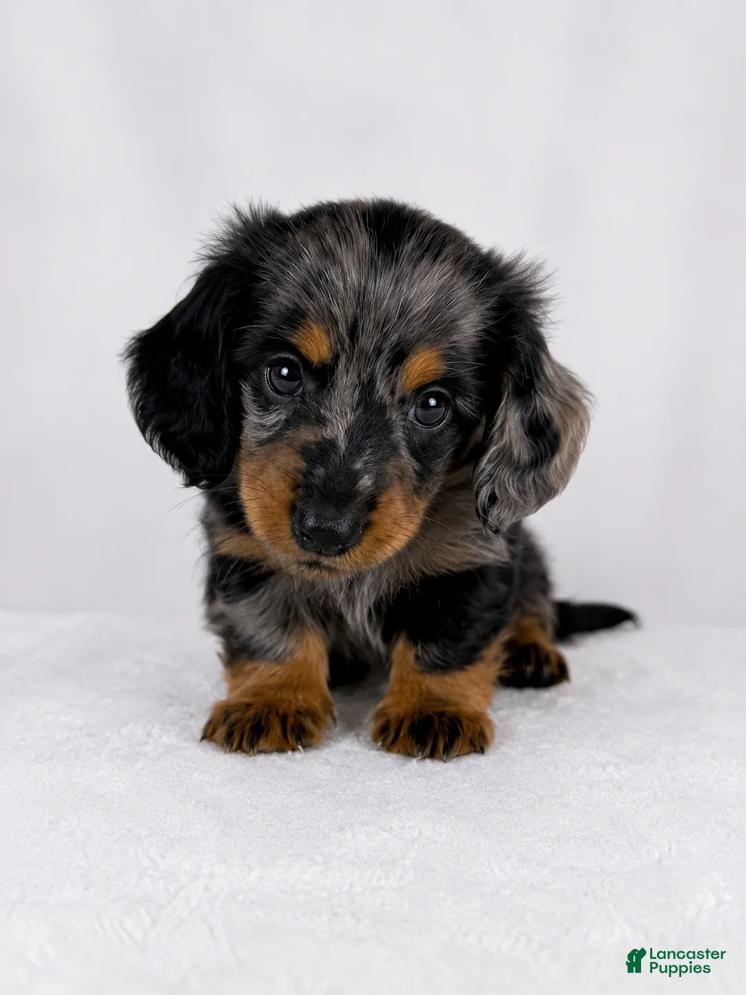 Miniature Dachshund dogs for sale: Gizmo - Ad 2
